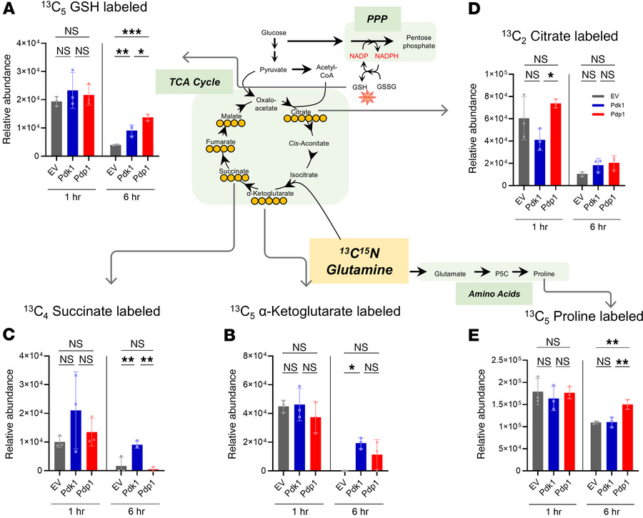 
13C15N glutamine tracing reveals glutamine-derived TCA cycle intermedia...