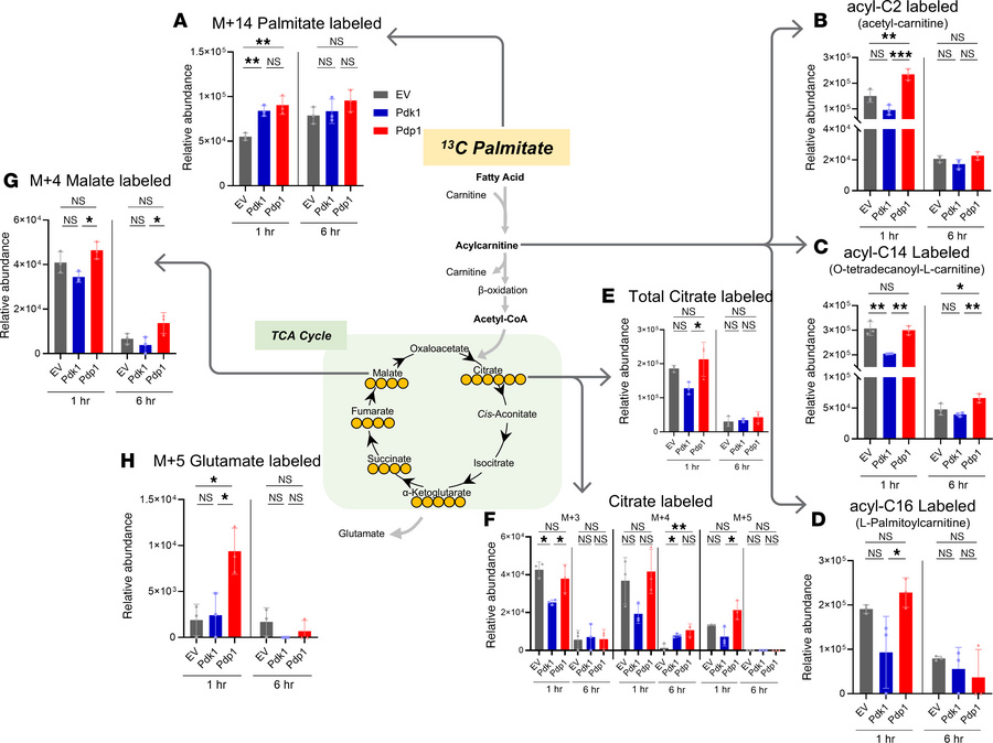 
13C palmitate tracing reveals altered fatty acid breakdown and TCA cycl...