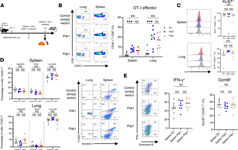 Engineered OT-I CD8+ T cells induce an enhanced primary response upon MH...