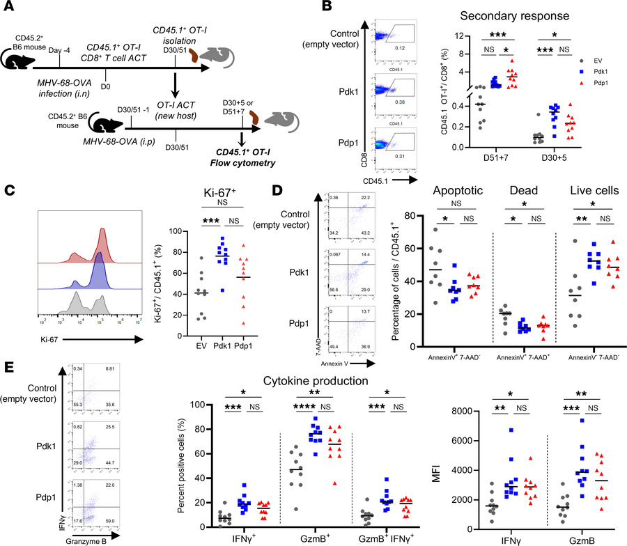Engineered OT-I memory CD8+ T cells induce an enhanced secondary respons...