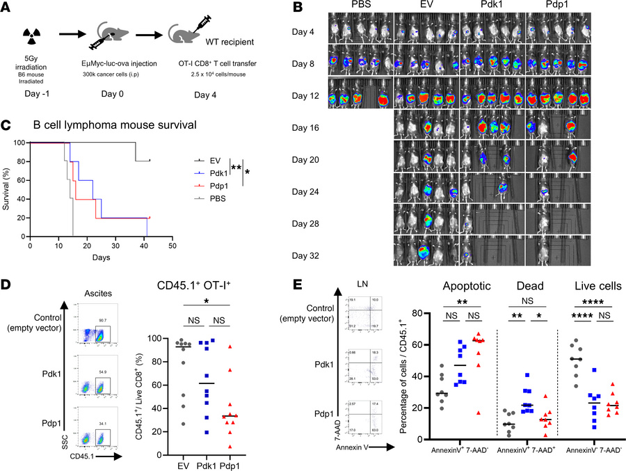 CD8+ T cells overexpressing PDH regulatory enzymes show compromised effi...
