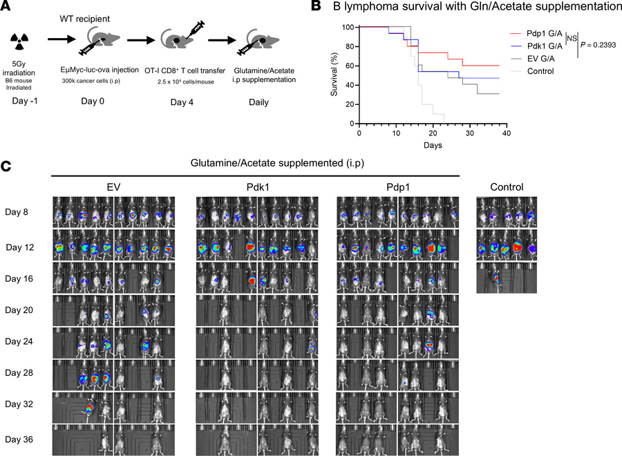 Glutamine and fatty acid supplementation improves tumor protection with ...