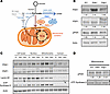 Retrovirally introduced Pdk1 or Pdp1 changes mitochondrial PDH phosphorylat