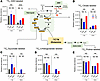 13C15N glutamine tracing reveals glutamine-derived TCA cycle intermediates,