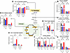 13C palmitate tracing reveals altered fatty acid breakdown and TCA cycle in