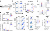 Engineered OT-I CD8+ T cells induce an enhanced primary response upon MHV-6