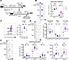 Engineered OT-I memory CD8+ T cells induce an enhanced secondary response a