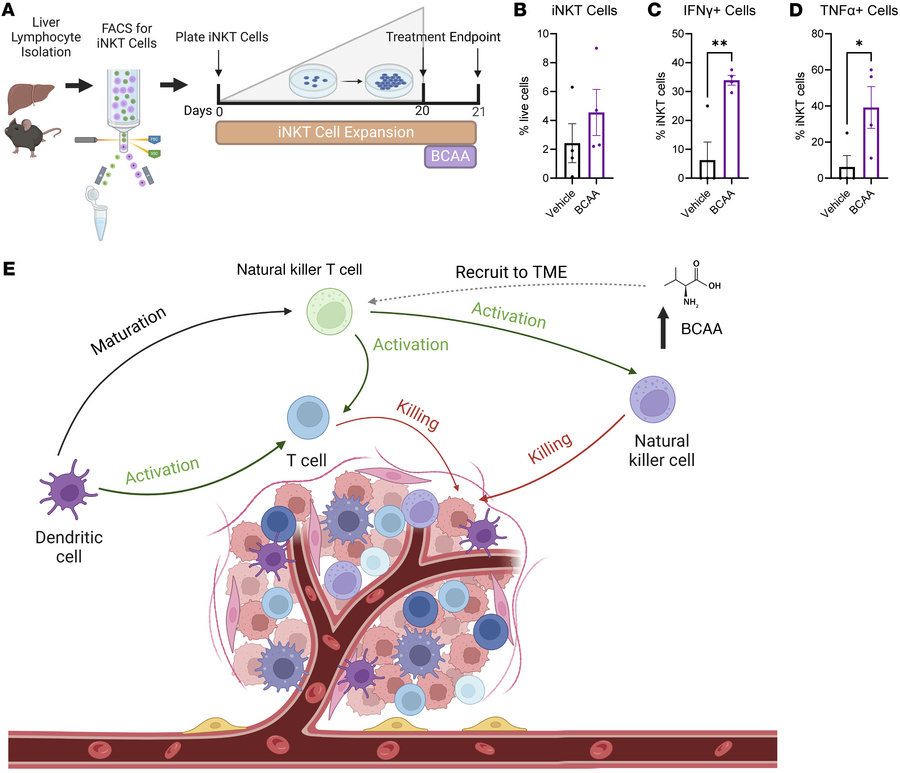 Branched chain amino acid treatment increases iNKT cell production of pr...