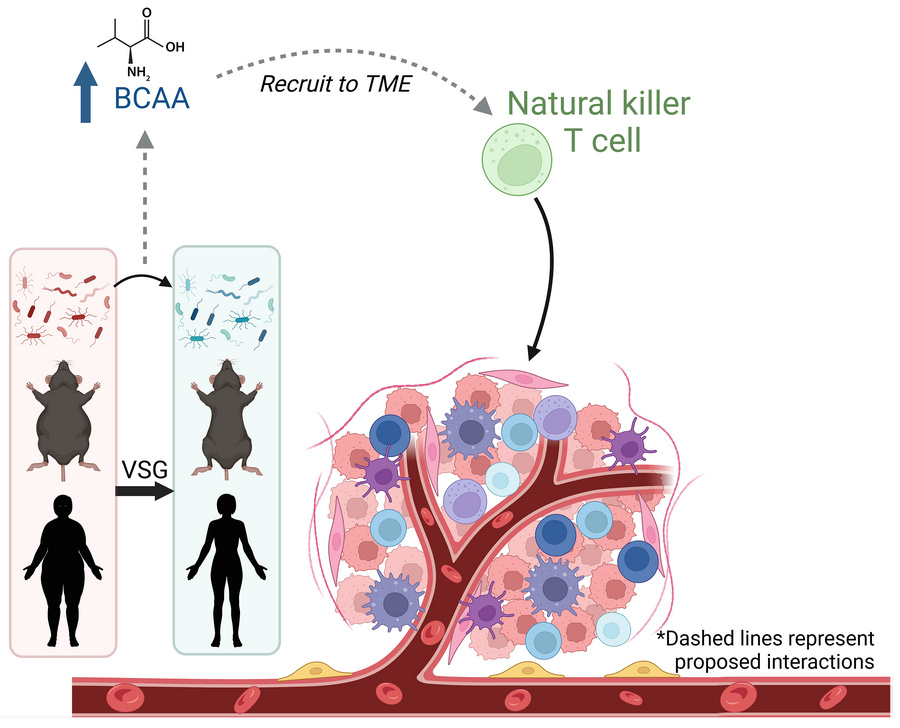 graphical abstract