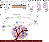 Branched chain amino acid treatment increases iNKT cell production of proin