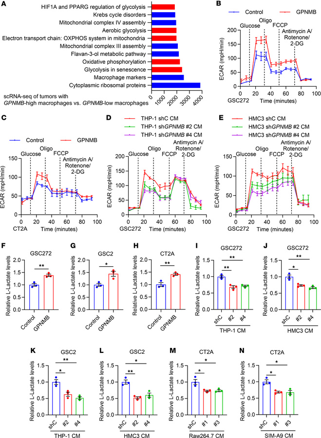 GPNMB promotes the glycolysis of GSCs.
(A) GSEA analysis of single-cell ...