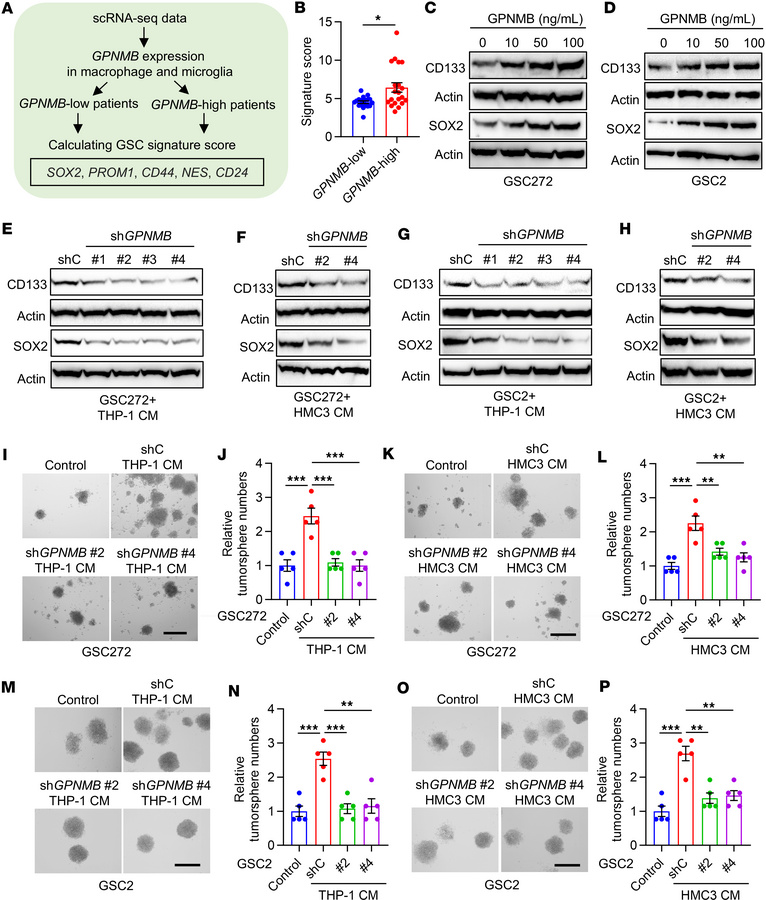 GPNMB promotes the stemness of GSCs.
(A) Strategy to cluster GBM samples...
