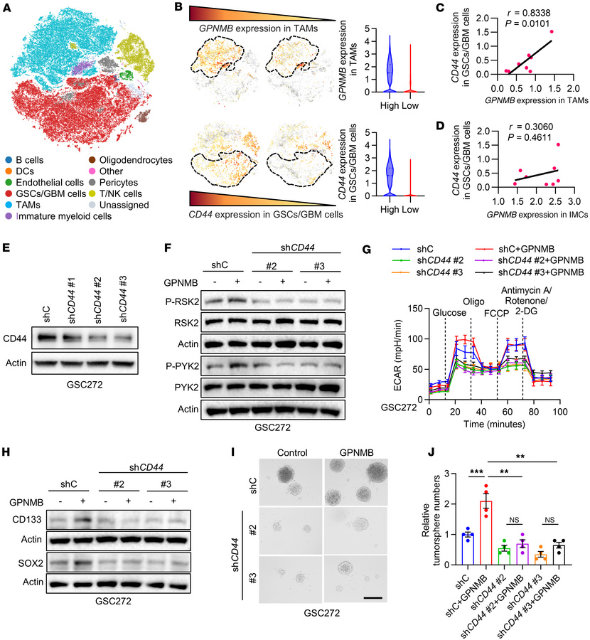 GPNMB induces GSC glycolysis and stemness through CD44.
(A) T-distribute...