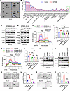 GPNMB promotes GSC glycolysis and stemness by activating PYK2/RSK2 axis.