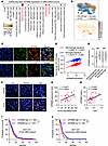 GPNMB is a prognostic biomarker correlating with TAM prominence and GSC ste