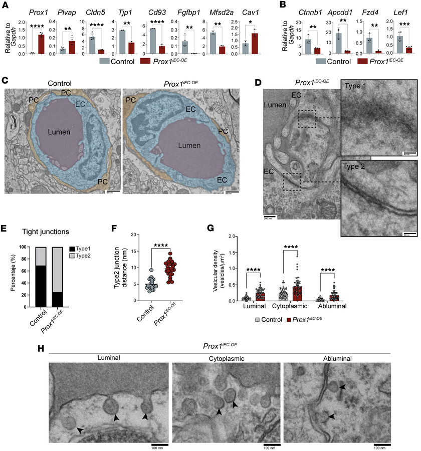 Postnatal Prox1 induction disrupts TJs and increases transcytosis.
(A an...