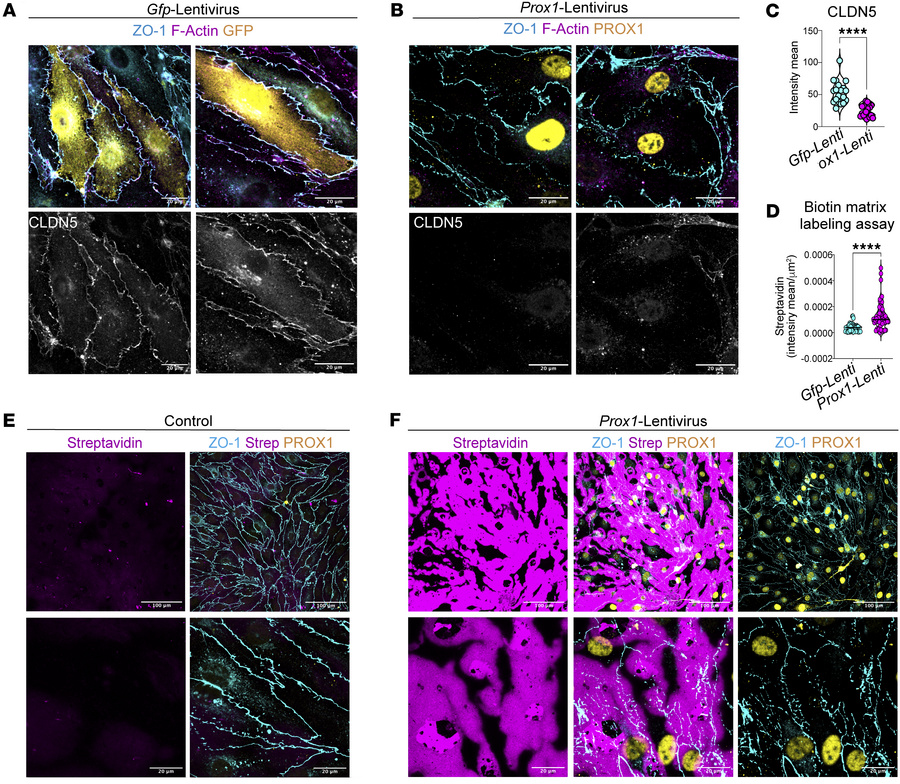 
Prox1 represses Cldn5 and increases monolayer permeability in cultured ...