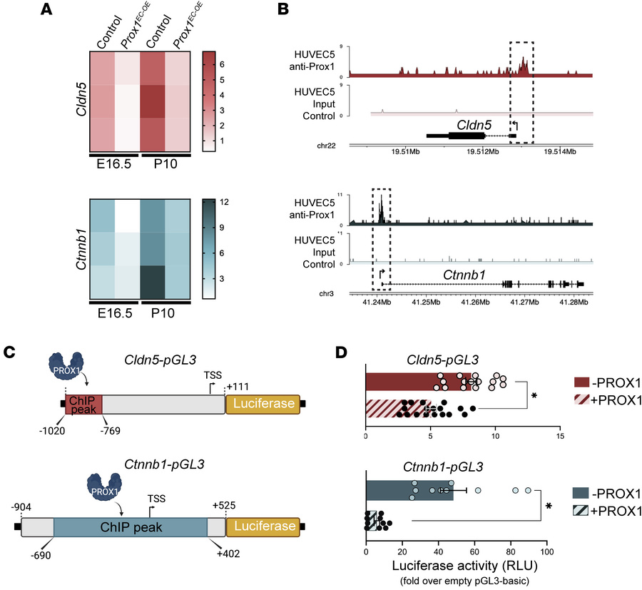 
Prox1 directly represses Cldn5 and Ctnnb1 transcription.
(A) Heatmaps s...