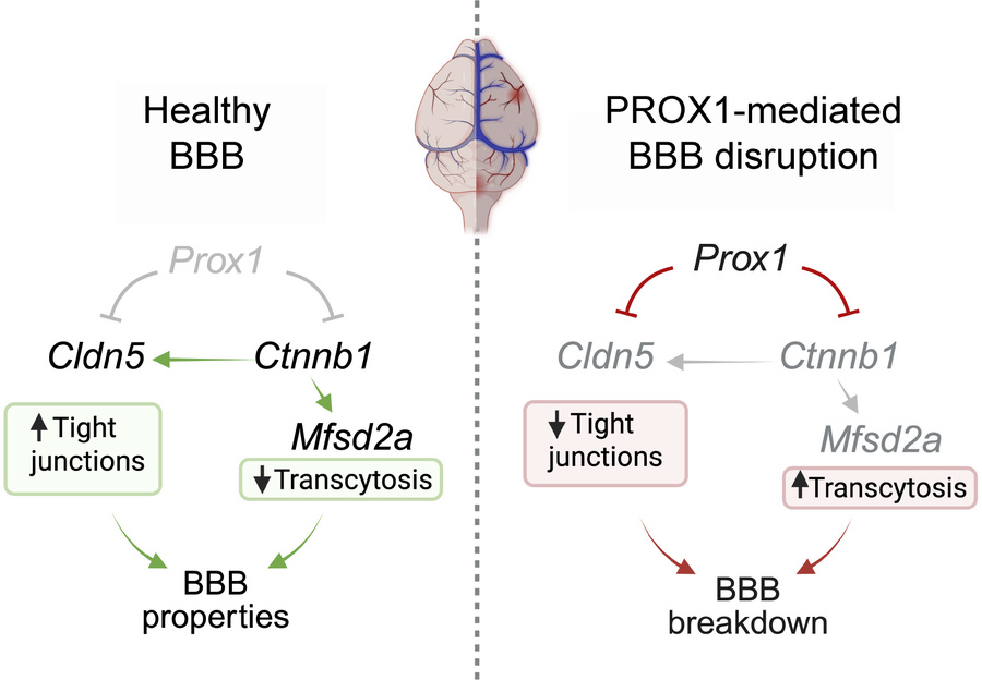 PROX1-mediated BBB disruption.
Schematic model showing that in homeostat...