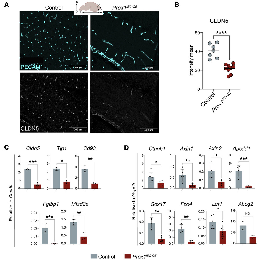 Endothelial Prox1 alters BBB-associated gene expression.
(A) Section imm...