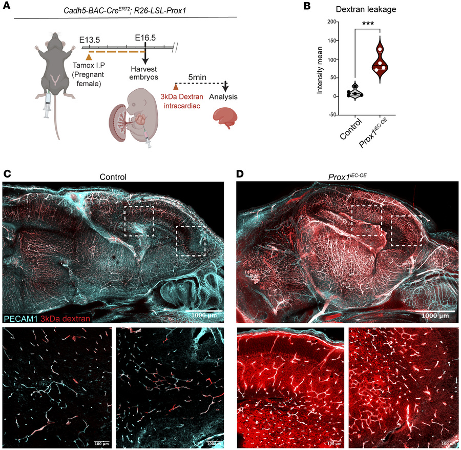 Endothelial Prox1 expression disrupts the primitive BBB formation during...