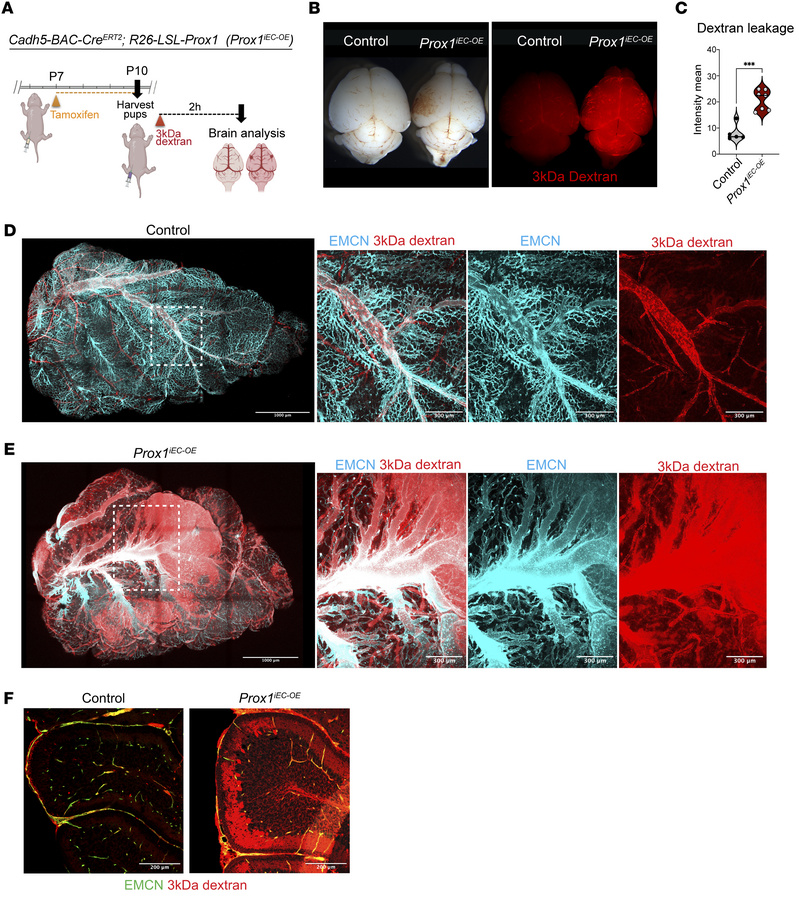 Postnatal Prox1 induction compromises BBB integrity.
(A) Diagram depicti...
