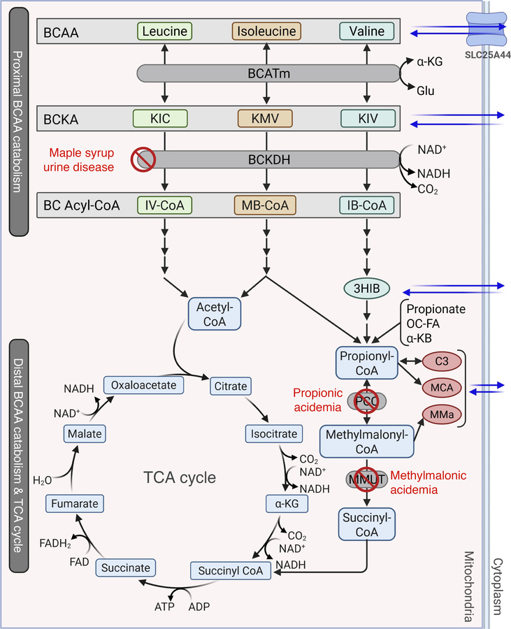 Branched-chain amino acid metabolism.
Diagram of the mitochondrial branc...