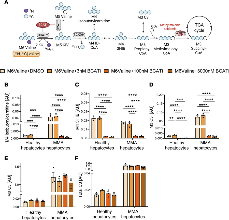 Evaluation of BCATi in isolated hepatocyte cultures.
(A) Schematic of is...