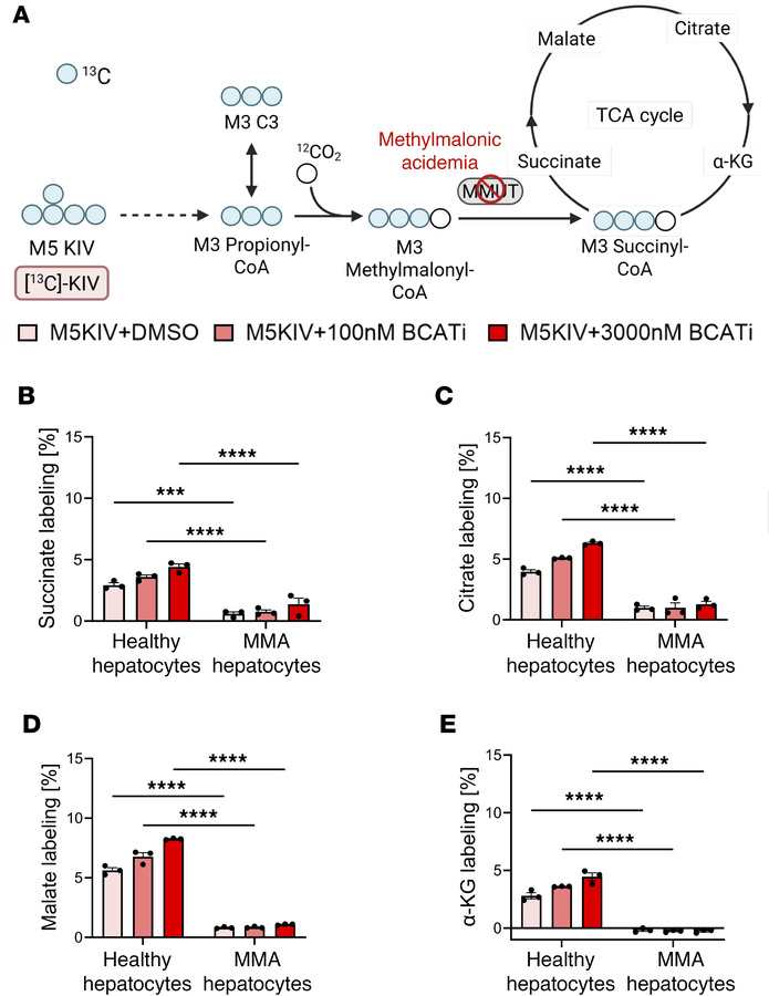 Flux of KIV into the TCA cycle.
(A) Schematic of isotope tracing with la...
