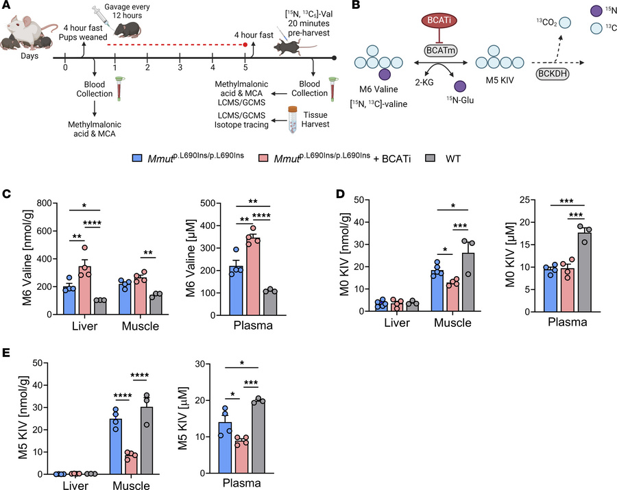 Evaluation of BCATi in an MMA mouse model.
(A) Experimental design of in...