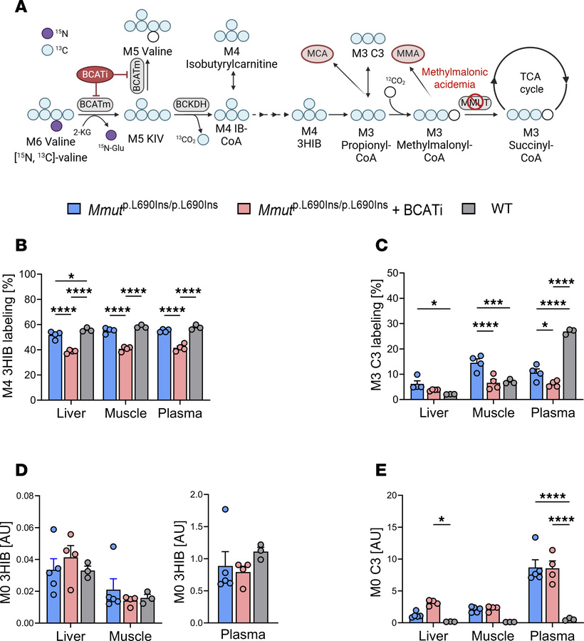 Measurement of distal metabolites in MMA mice following BCATi treatment....