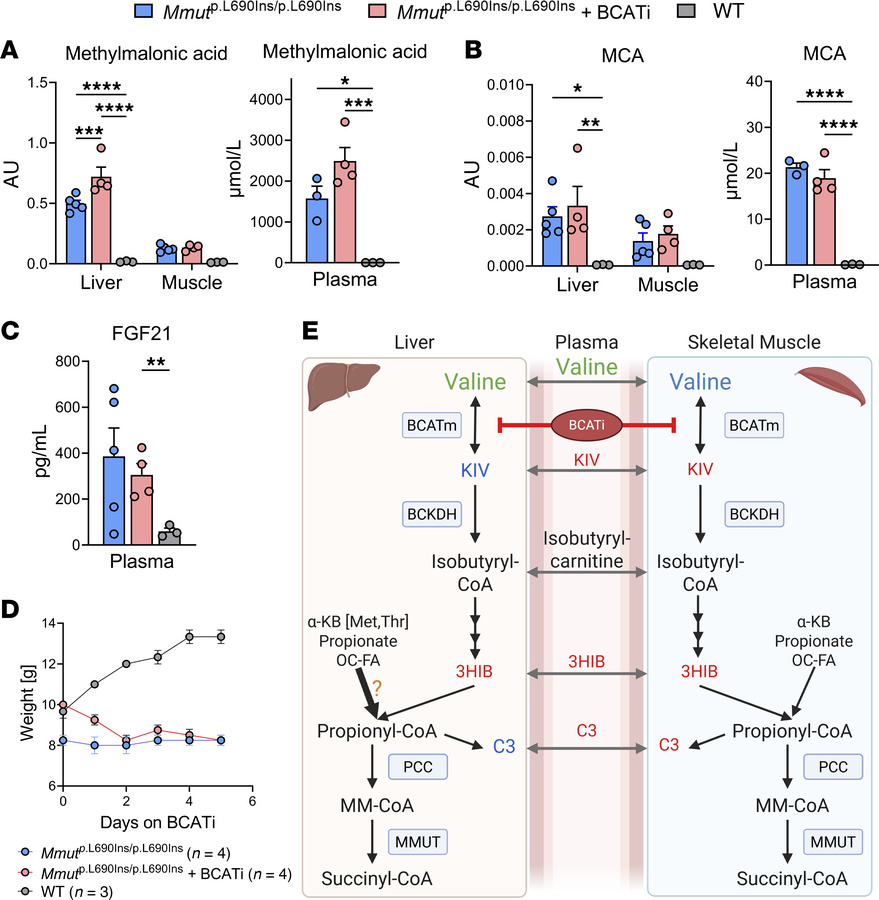 Disease markers in MMA mice following BCATi treatment.
Quantification of...