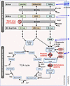 Branched-chain amino acid metabolism.
