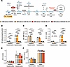 Evaluation of BCATi in isolated hepatocyte cultures.