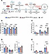 Measurement of distal metabolites in MMA mice following BCATi treatment.