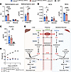 Disease markers in MMA mice following BCATi treatment.