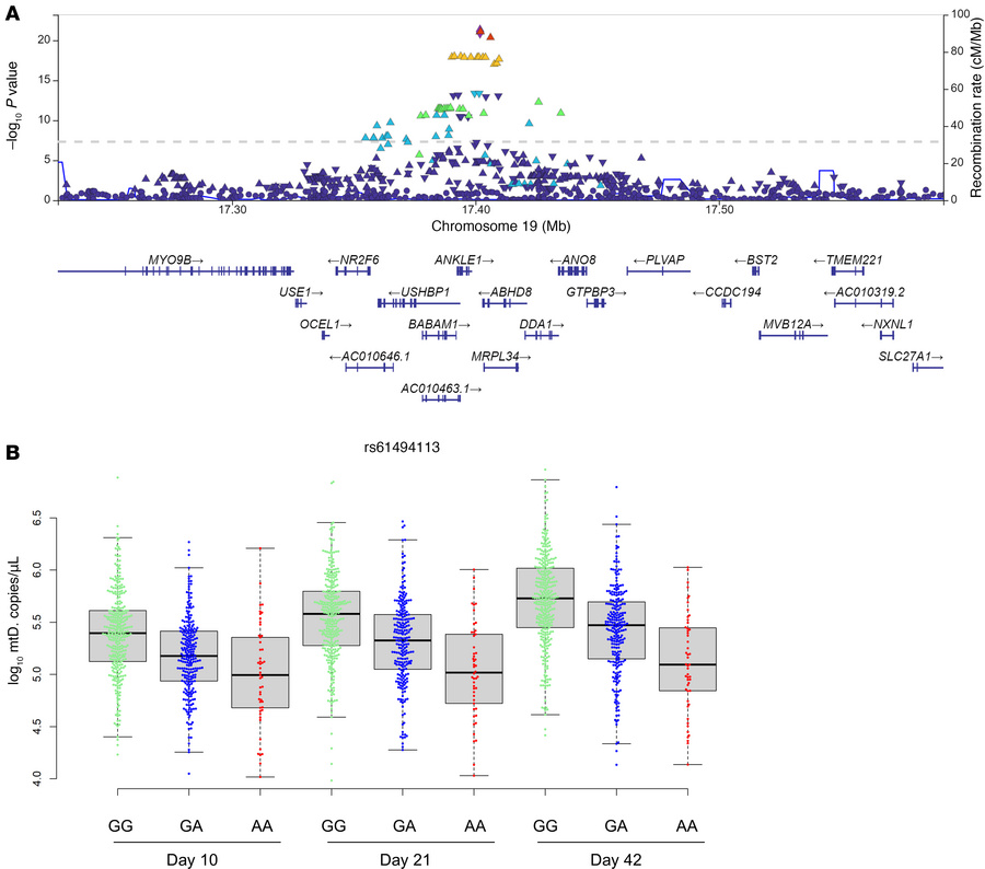 Genetic polymorphisms associated with mtDNA levels through storage.
(A) ...