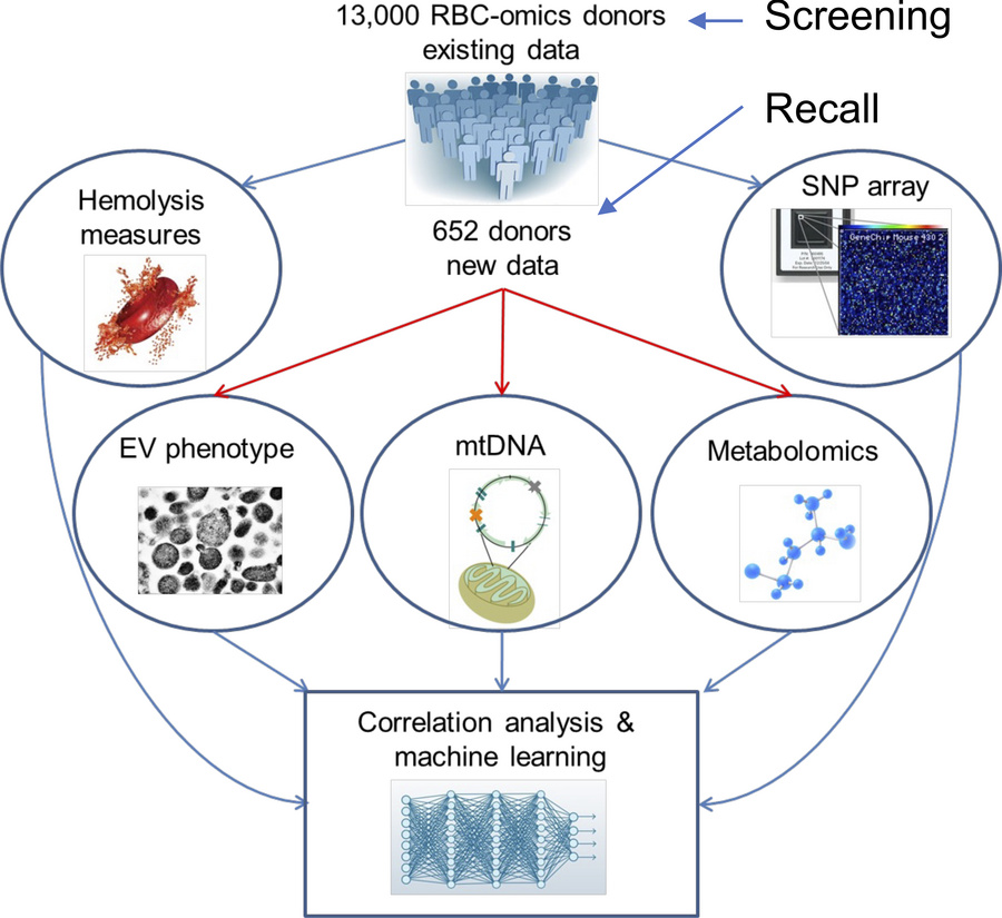graphical abstract