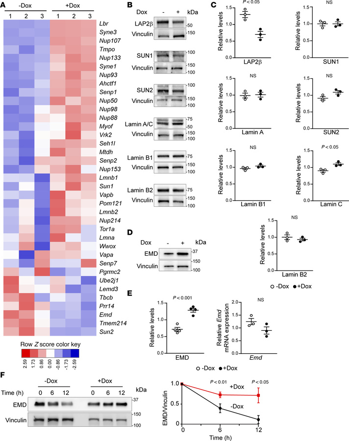 EMD protein levels are stabilized by oncogenic KRAS.
(A) RNA-Seq heatmap...
