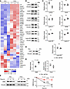 EMD protein levels are stabilized by oncogenic KRAS.