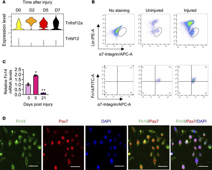 Expression of Fn14 in satellite cells.
(A) Violin plots showing gene exp...