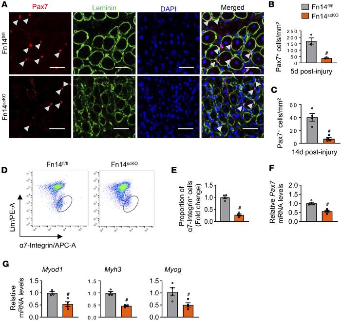 Fn14 regulates satellite cell number in regenerating skeletal muscle.
(A...
