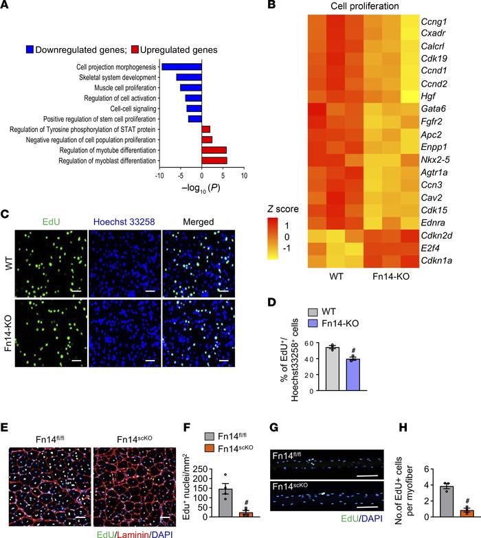 Fn14 mediates the activation and proliferation of satellite cells.
(A) G...