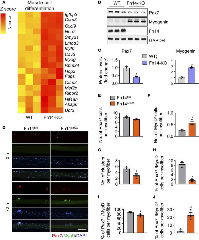 Deletion of Fn14 leads to precocious differentiation of satellite cells....