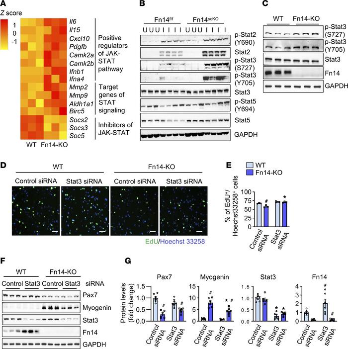 Fn14 regulates STAT signaling in myogenic cells.
(A) Heatmap of selected...