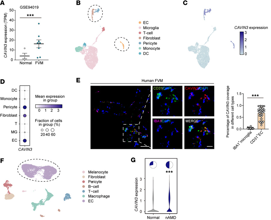 CAVIN3 is upregulated in clinical ocular neovascular diseases.
(A) RNA-s...