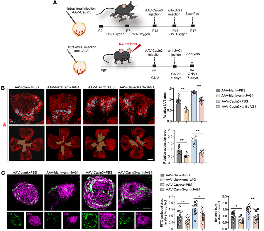 Jag1 is regulated by endothelial Cavin3.
(A) Experimental protocols for ...