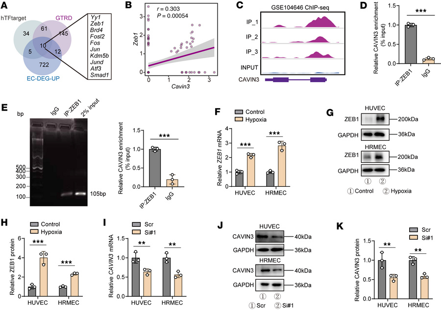 ZEB1 modulates the expression of CAVIN3.
(A) Combined analysis of hTFtar...