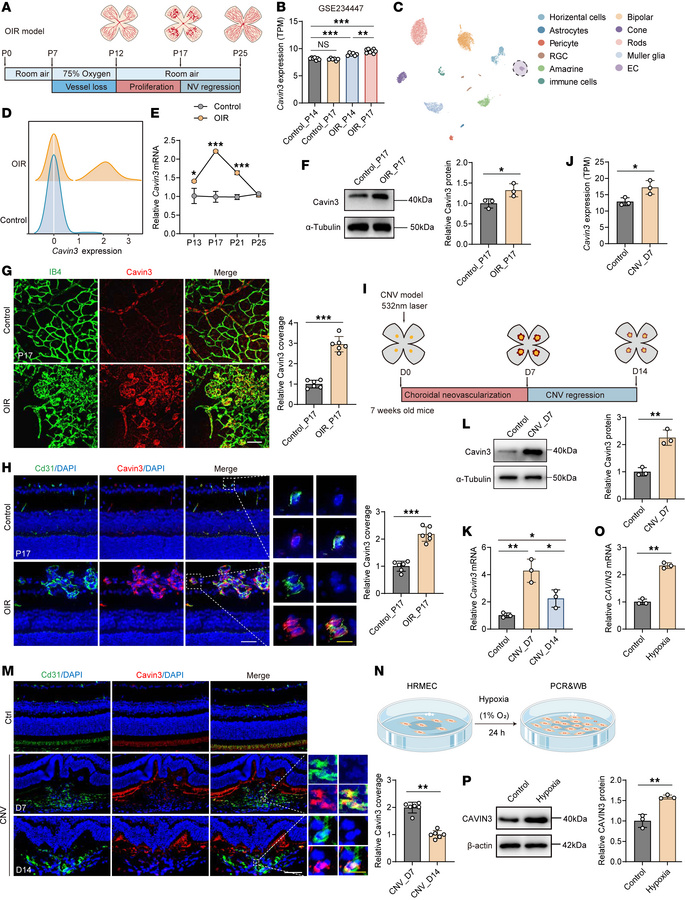 Cavin3 is upregulated in ocular neovascularization models.
(A) Experimen...