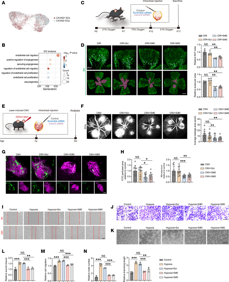 CAVIN3 deficiency prevents pathological neovascularization.
(A) CAVIN3+ ...